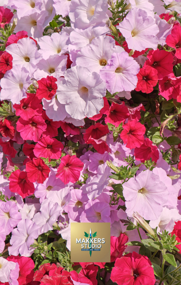 Red, Pink, White Impatient Floral 5.2 x 8.2in Journal