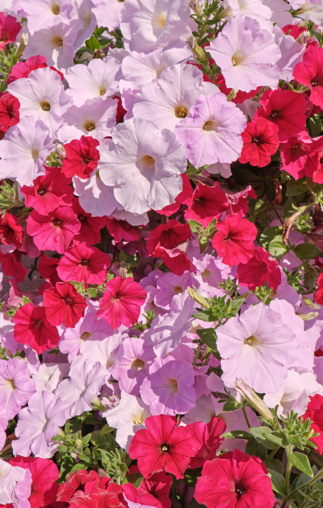 Red, Pink, White Impatient Floral 5.2 x 8.2in Journal