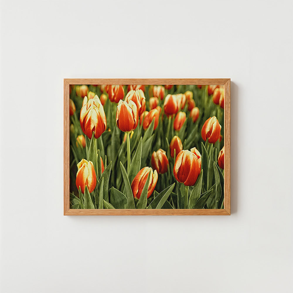 A framed floral art print featuring red and yellow tulips in a field, mounted on a light wood frame and displayed against a plain white wall.